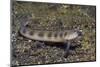 Female Goldbar Sand Diver-Hal Beral-Mounted Photographic Print