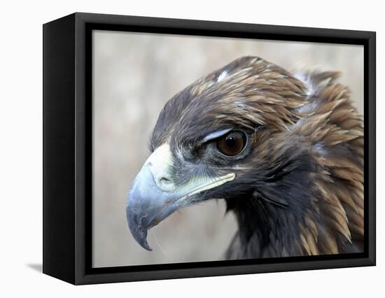 Female Golden Eagle, Golden Eagle Festival, Mongolia-Amos Nachoum-Framed Stretched Canvas