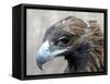 Female Golden Eagle, Golden Eagle Festival, Mongolia-Amos Nachoum-Framed Stretched Canvas