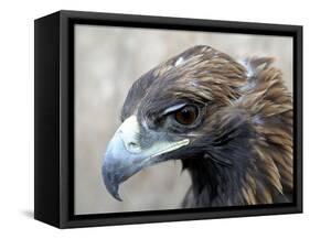 Female Golden Eagle, Golden Eagle Festival, Mongolia-Amos Nachoum-Framed Stretched Canvas