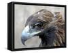 Female Golden Eagle, Golden Eagle Festival, Mongolia-Amos Nachoum-Framed Stretched Canvas