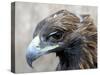 Female Golden Eagle, Golden Eagle Festival, Mongolia-Amos Nachoum-Stretched Canvas