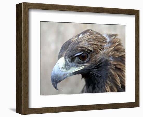 Female Golden Eagle, Golden Eagle Festival, Mongolia-Amos Nachoum-Framed Photographic Print