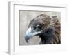 Female Golden Eagle, Golden Eagle Festival, Mongolia-Amos Nachoum-Framed Photographic Print