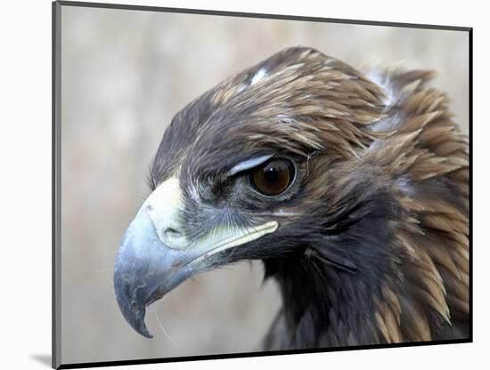 Female Golden Eagle, Golden Eagle Festival, Mongolia-Amos Nachoum-Mounted Photographic Print