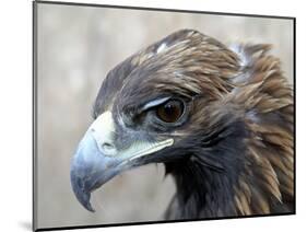 Female Golden Eagle, Golden Eagle Festival, Mongolia-Amos Nachoum-Mounted Photographic Print