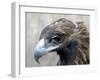 Female Golden Eagle, Golden Eagle Festival, Mongolia-Amos Nachoum-Framed Photographic Print