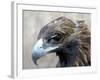 Female Golden Eagle, Golden Eagle Festival, Mongolia-Amos Nachoum-Framed Photographic Print