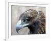 Female Golden Eagle, Golden Eagle Festival, Mongolia-Amos Nachoum-Framed Photographic Print