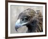 Female Golden Eagle, Golden Eagle Festival, Mongolia-Amos Nachoum-Framed Photographic Print