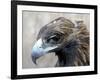 Female Golden Eagle, Golden Eagle Festival, Mongolia-Amos Nachoum-Framed Photographic Print