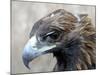 Female Golden Eagle, Golden Eagle Festival, Mongolia-Amos Nachoum-Mounted Photographic Print