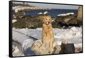 Female Golden Retriever Sittiing on Snow-Covered Driftwood at Beach, Madison, Connecticut, USA-Lynn M^ Stone-Framed Stretched Canvas