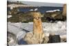 Female Golden Retriever Sittiing on Snow-Covered Driftwood at Beach, Madison, Connecticut, USA-Lynn M^ Stone-Stretched Canvas