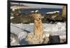 Female Golden Retriever Sittiing on Snow-Covered Driftwood at Beach, Madison, Connecticut, USA-Lynn M^ Stone-Framed Photographic Print