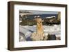 Female Golden Retriever Sittiing on Snow-Covered Driftwood at Beach, Madison, Connecticut, USA-Lynn M^ Stone-Framed Photographic Print