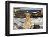 Female Golden Retriever Sittiing on Snow-Covered Driftwood at Beach, Madison, Connecticut, USA-Lynn M^ Stone-Framed Photographic Print