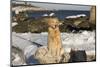 Female Golden Retriever Sittiing on Snow-Covered Driftwood at Beach, Madison, Connecticut, USA-Lynn M^ Stone-Mounted Photographic Print