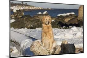 Female Golden Retriever Sittiing on Snow-Covered Driftwood at Beach, Madison, Connecticut, USA-Lynn M^ Stone-Mounted Photographic Print