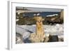 Female Golden Retriever Sittiing on Snow-Covered Driftwood at Beach, Madison, Connecticut, USA-Lynn M^ Stone-Framed Photographic Print