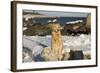 Female Golden Retriever Sittiing on Snow-Covered Driftwood at Beach, Madison, Connecticut, USA-Lynn M^ Stone-Framed Photographic Print