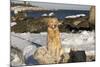 Female Golden Retriever Sittiing on Snow-Covered Driftwood at Beach, Madison, Connecticut, USA-Lynn M^ Stone-Mounted Photographic Print