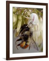 Female Goldenrod Spider (Misumena Vatia) Eating a Red-Tailed Bumble Bee (Bombus Ternarius), Waterto-James Hager-Framed Photographic Print