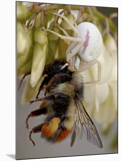 Female Goldenrod Spider (Misumena Vatia) Eating a Red-Tailed Bumble Bee (Bombus Ternarius), Waterto-James Hager-Mounted Photographic Print