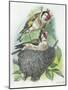 Female Goldfinch Carduelis Carduelis Warming its Eggs While Her Mate Feeding Her-null-Mounted Giclee Print