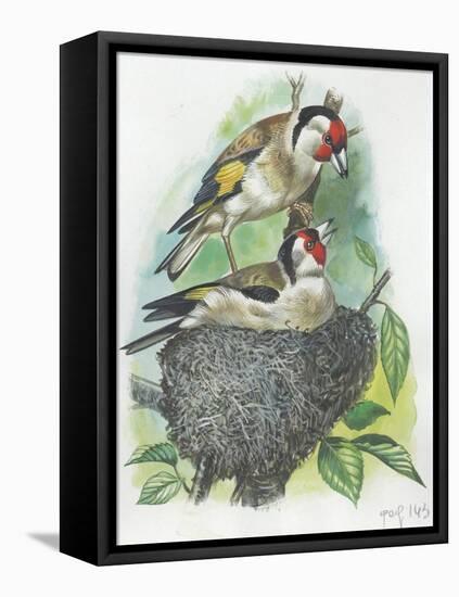Female Goldfinch Carduelis Carduelis Warming its Eggs While Her Mate Feeding Her-null-Framed Stretched Canvas