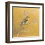 Female Goldfinch on Gold-Danhui Nai-Framed Art Print