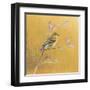 Female Goldfinch on Gold-Danhui Nai-Framed Art Print