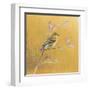 Female Goldfinch on Gold-Danhui Nai-Framed Art Print