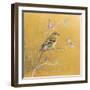 Female Goldfinch on Gold-Danhui Nai-Framed Art Print