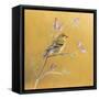 Female Goldfinch on Gold-Danhui Nai-Framed Stretched Canvas