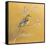 Female Goldfinch on Gold-Danhui Nai-Framed Stretched Canvas