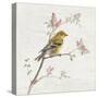 Female Goldfinch Vintage-Danhui Nai-Stretched Canvas