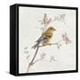 Female Goldfinch Vintage-Danhui Nai-Framed Stretched Canvas