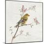 Female Goldfinch Vintage-Danhui Nai-Mounted Art Print