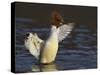 Female Goosander (Mergus Merganser) Drying Feathers, Gwynedd, Wales, UK, January-Richard Steel-Stretched Canvas