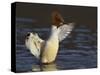 Female Goosander (Mergus Merganser) Drying Feathers, Gwynedd, Wales, UK, January-Richard Steel-Stretched Canvas