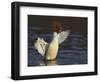 Female Goosander (Mergus Merganser) Drying Feathers, Gwynedd, Wales, UK, January-Richard Steel-Framed Photographic Print