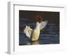 Female Goosander (Mergus Merganser) Drying Feathers, Gwynedd, Wales, UK, January-Richard Steel-Framed Photographic Print