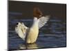 Female Goosander (Mergus Merganser) Drying Feathers, Gwynedd, Wales, UK, January-Richard Steel-Mounted Photographic Print