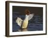 Female Goosander (Mergus Merganser) Drying Feathers, Gwynedd, Wales, UK, January-Richard Steel-Framed Photographic Print