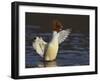 Female Goosander (Mergus Merganser) Drying Feathers, Gwynedd, Wales, UK, January-Richard Steel-Framed Photographic Print