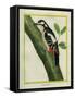 Female Great Spotted Woodpecker-Georges-Louis Buffon-Framed Stretched Canvas