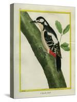 Female Great Spotted Woodpecker-Georges-Louis Buffon-Stretched Canvas
