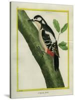 Female Great Spotted Woodpecker-Georges-Louis Buffon-Stretched Canvas