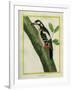 Female Great Spotted Woodpecker-Georges-Louis Buffon-Framed Giclee Print